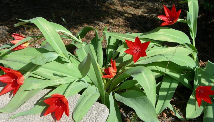 Tulips 4-23-08
