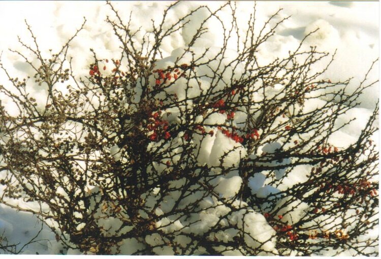 Winter Interest Berries