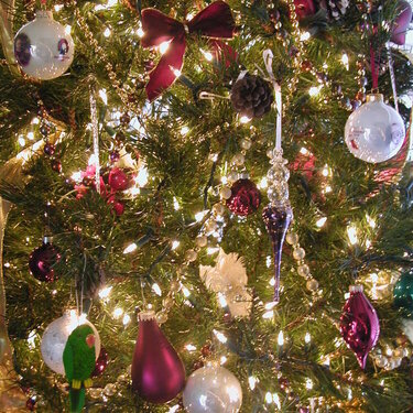 Close up of Tree