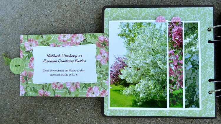 Cranberry Bushes Photo Flap Page # 1