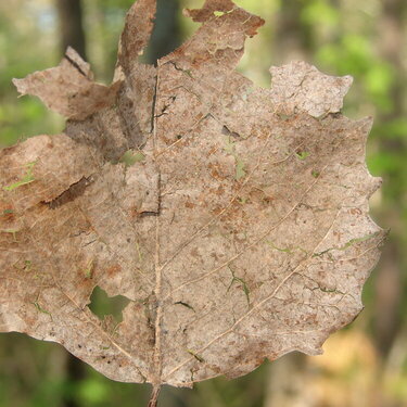 leaf