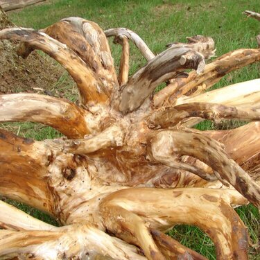 Tree Root art