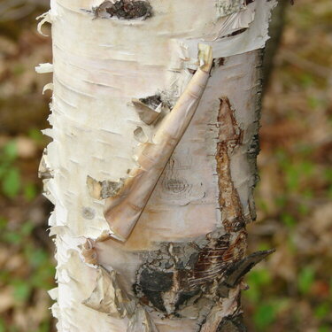 Birch pealing