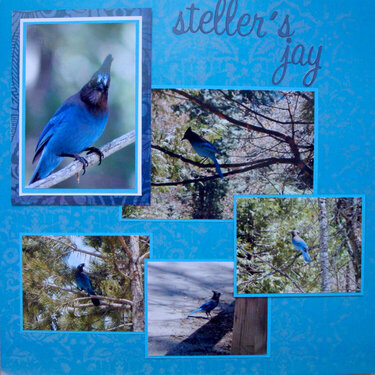 Steller&#039;s Jay