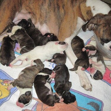 Ruby&#039;s 10 puppies