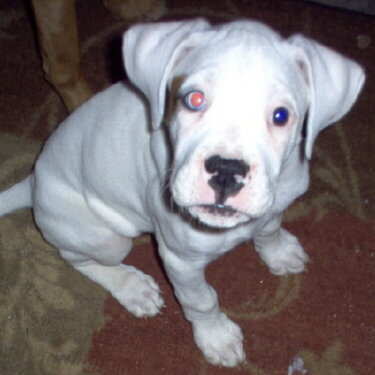 our little Beethoven at 8 weeks. I love that one  blue eye.