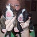 Deuce on the left & his brother at 10 days old.