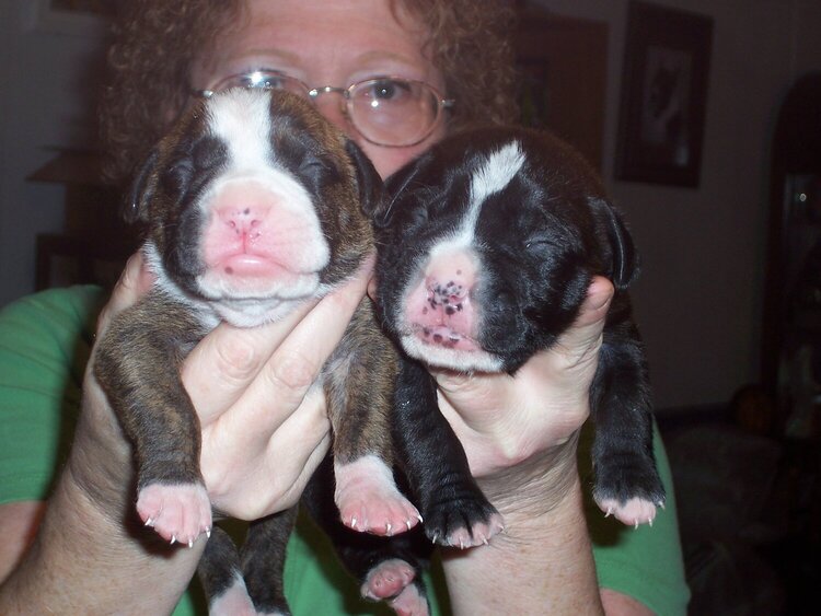 Deuce on the left &amp; his brother at 10 days old.