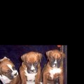3 of Diamonds puppies at 5 weeks