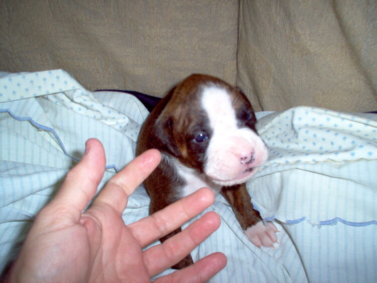 Lil Sugar at 19 days old