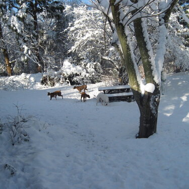 Our boxers 1st snow