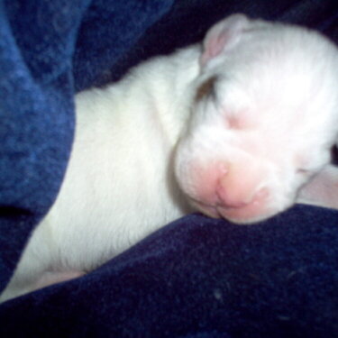 Beethoven at 5 days old