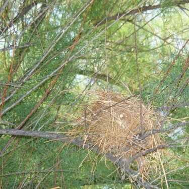 6. Nest