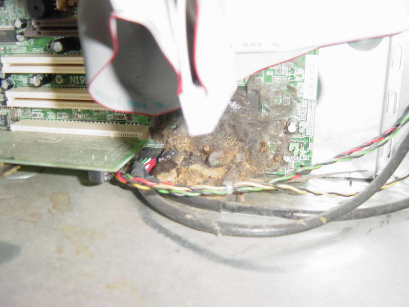 Internal mouse problem photo 1