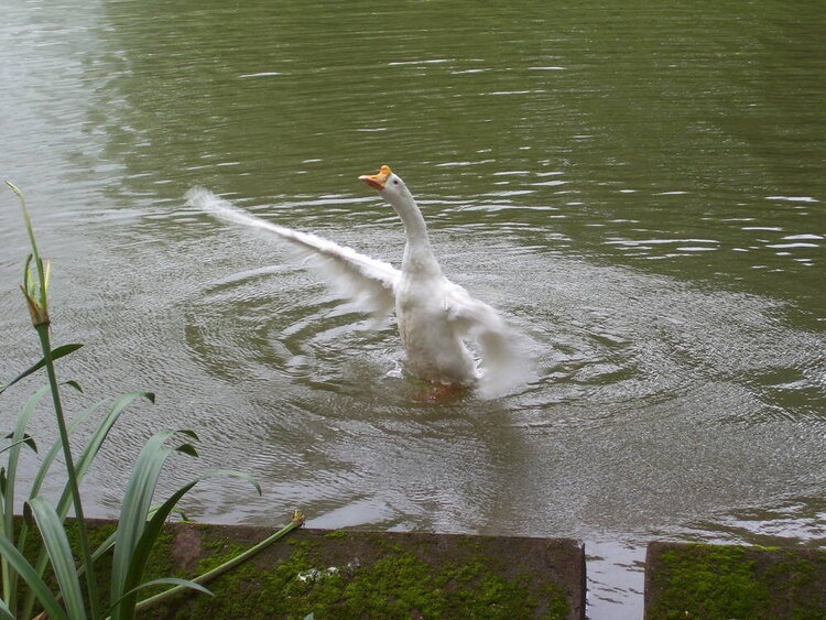 Disha chasing away the ducks