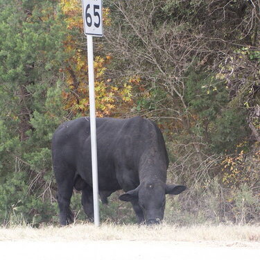 Holy Cow...Moooove Out The Road