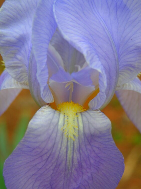 Iris