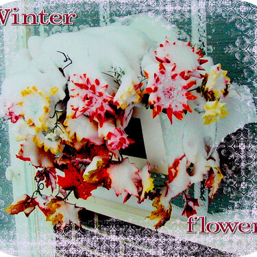 Winter Flowers