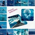 Whale Watching 1