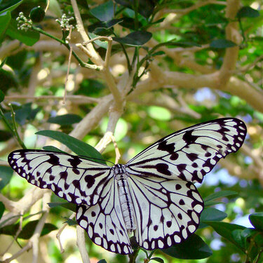 Beautiful butterfly 1