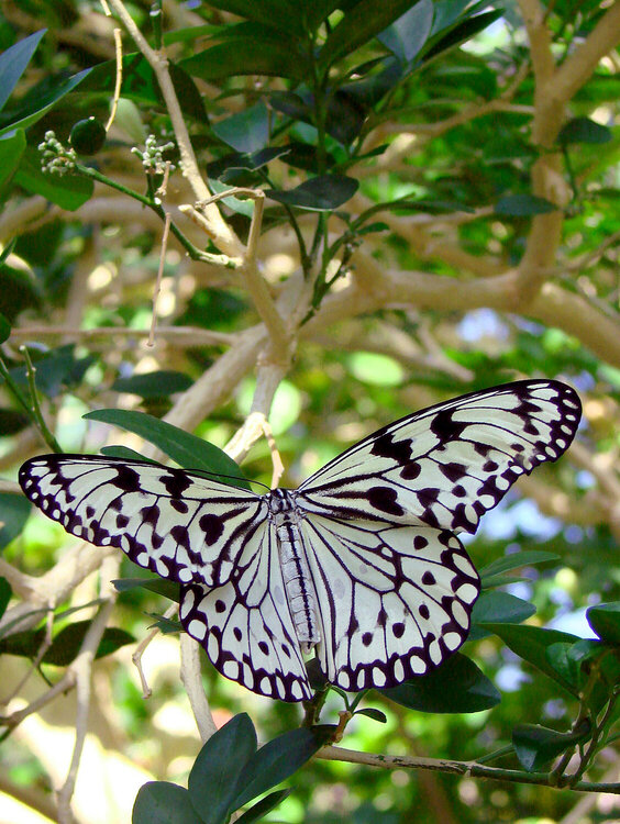Beautiful butterfly 1