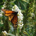 Beautiful butterfly 3