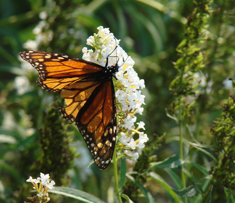 Beautiful butterfly 3