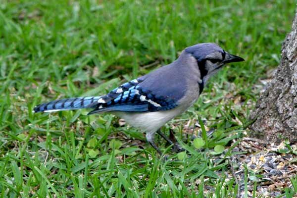 Blue Jay