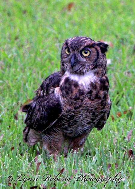 Great Horned Owl