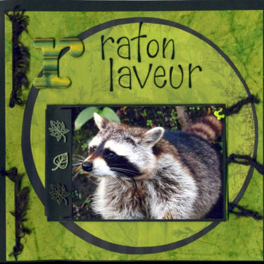 R comme raton laveur (R as in racoon)