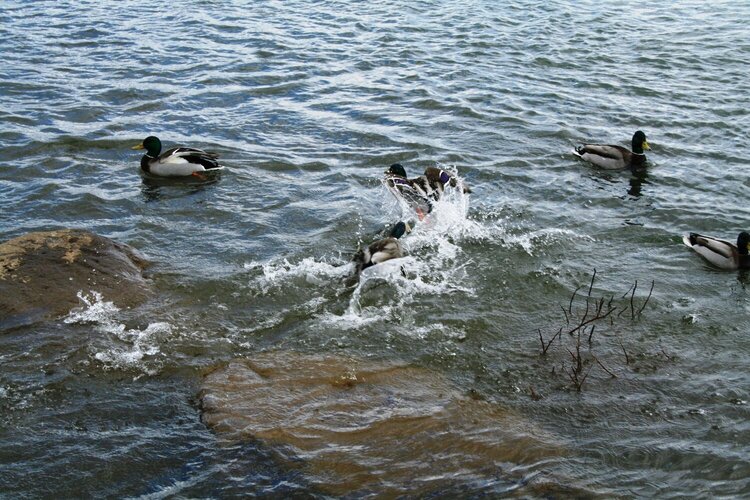 18. Duck chase