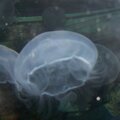 I love this Jellyfish Pic!
