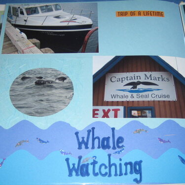Whale Watching-Nova Scotia