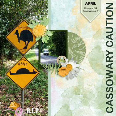 Cassowary Caution