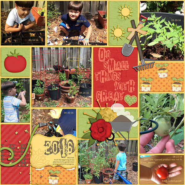 D and the tomatoes 2016_continued