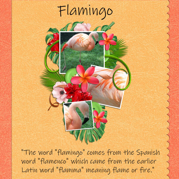 Flamingo