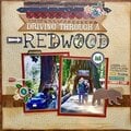 Driving through a Redwood