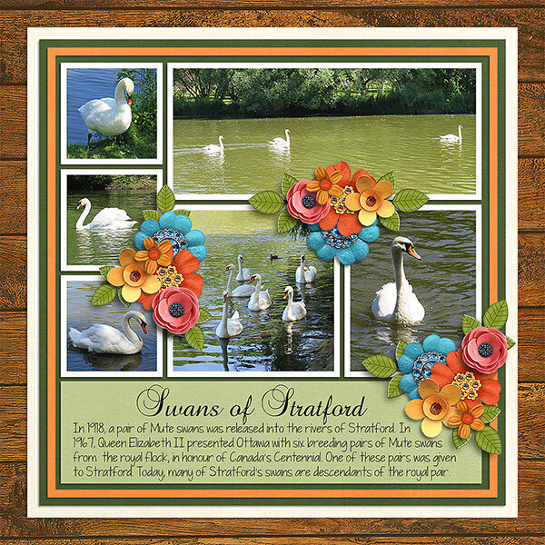 Swans of Stratford