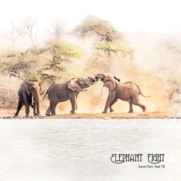 Elephant Fight, Sunset Dam, Kruger National Park