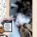 Paw Prints on your Heart