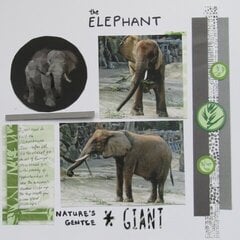 The Elephant