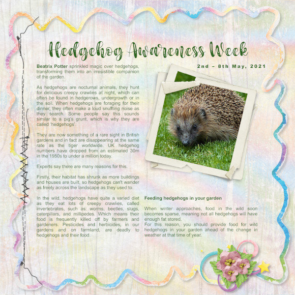 Hedgehog Awareness Week 2nd – 8th May, 2021