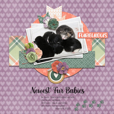 Connie Prince - March 2023 Template Bundle - Cattitude