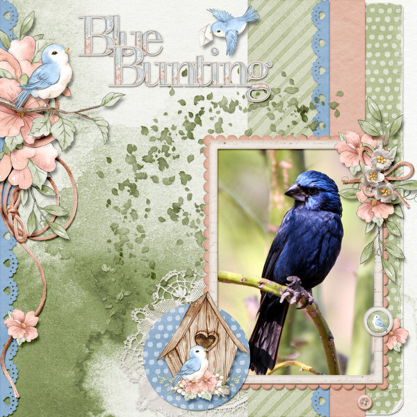 Blue Bunting