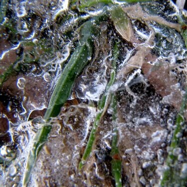 Jan 15 - Icy Grass