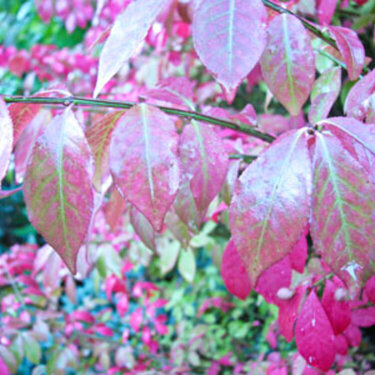 Water on the Burning Bush