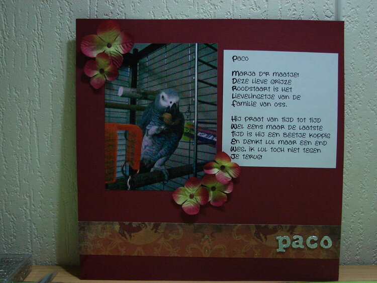 pace the gray parrot