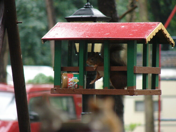 lovin&#039; peanut butter