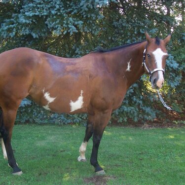 Ms Kitty, apha dun paint mare