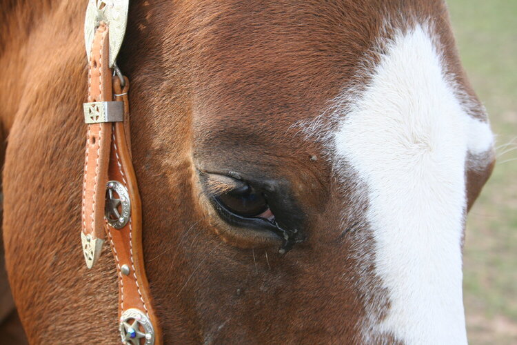 The Eyes of an Angel